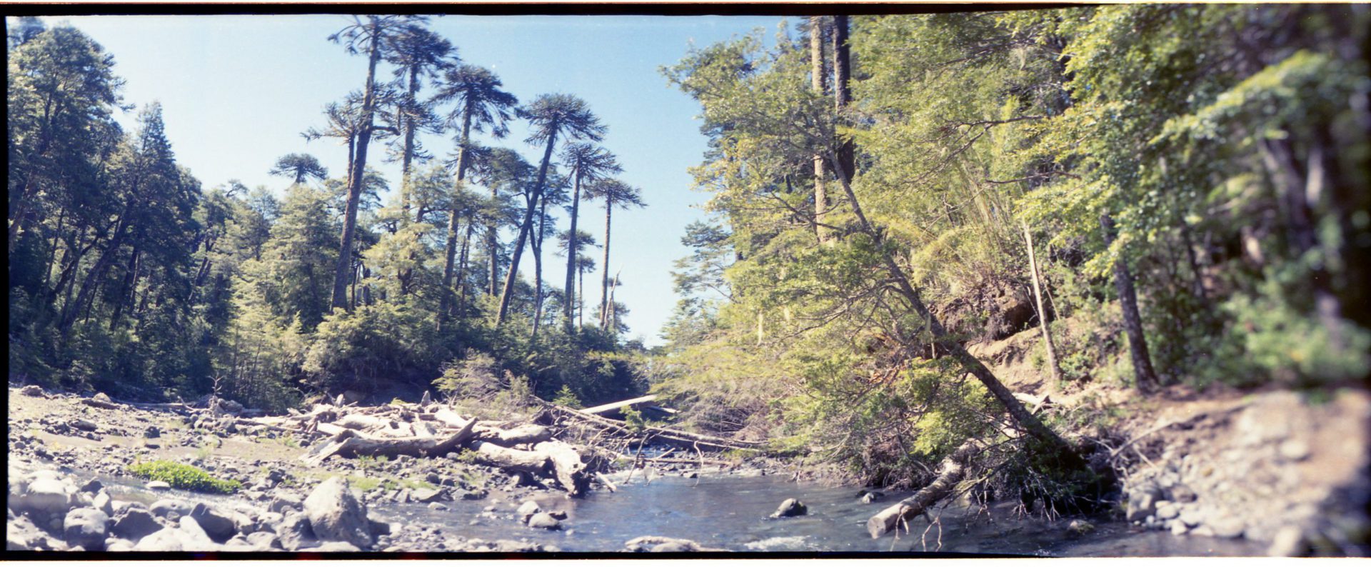 Bosques Plantados